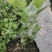 莱克西优瑞卡法新来宝大批量出苗白菜价出售