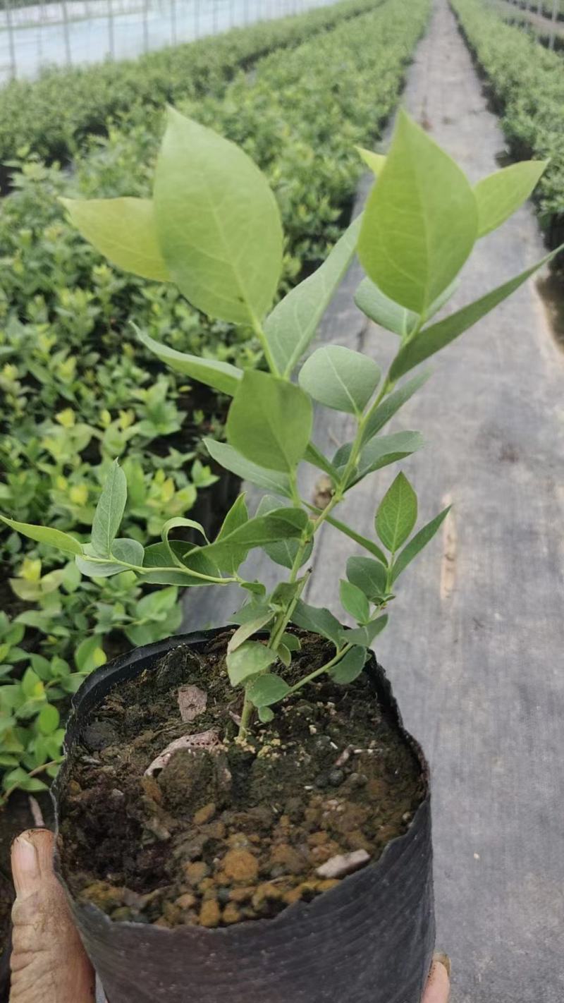 莱克西优瑞卡法新来宝大批量出苗白菜价出售