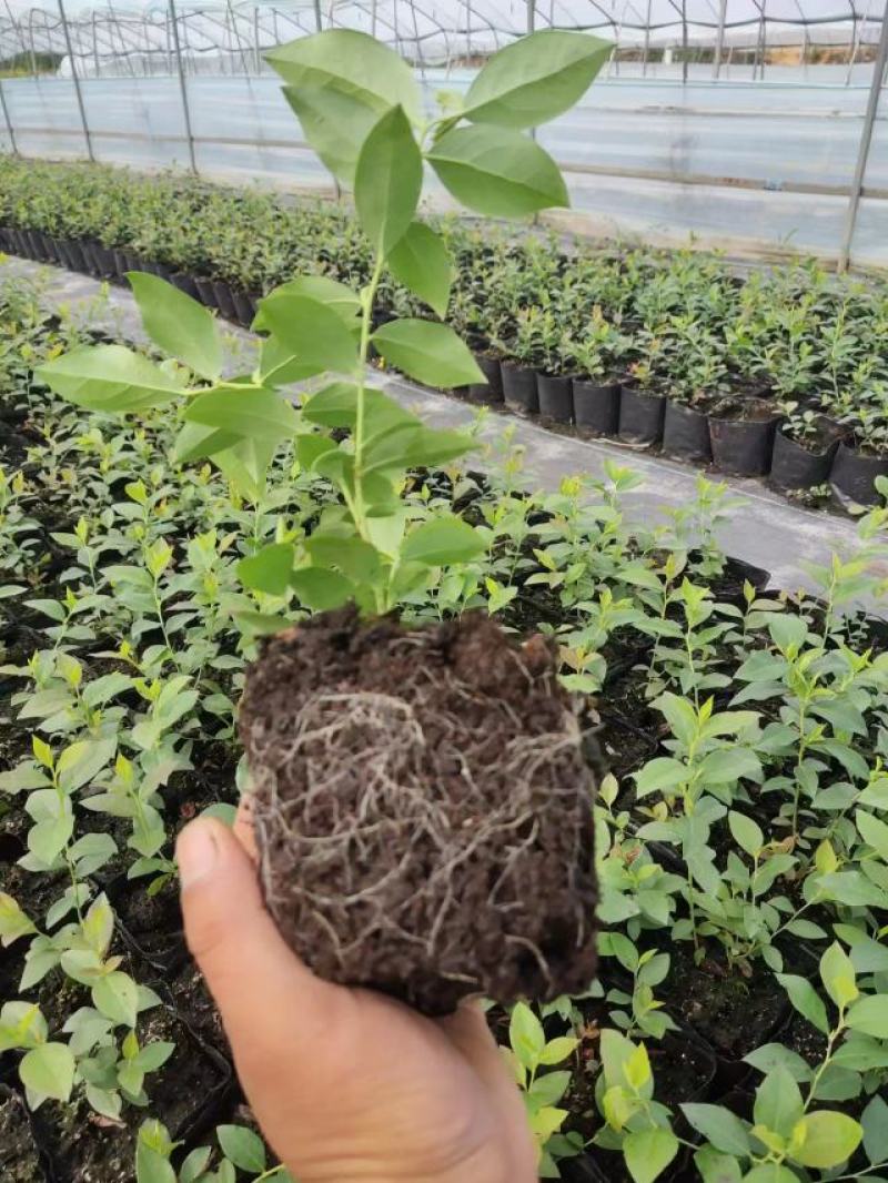 莱克西优瑞卡法新来宝大批量出苗白菜价出售