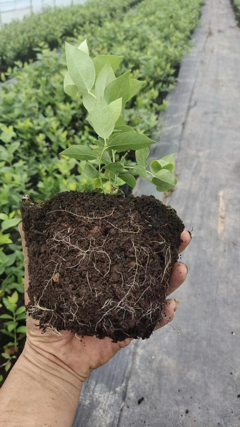 莱克西优瑞卡法新来宝大批量出苗白菜价出售