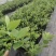 莱克西优瑞卡法新来宝大批量出苗白菜价出售