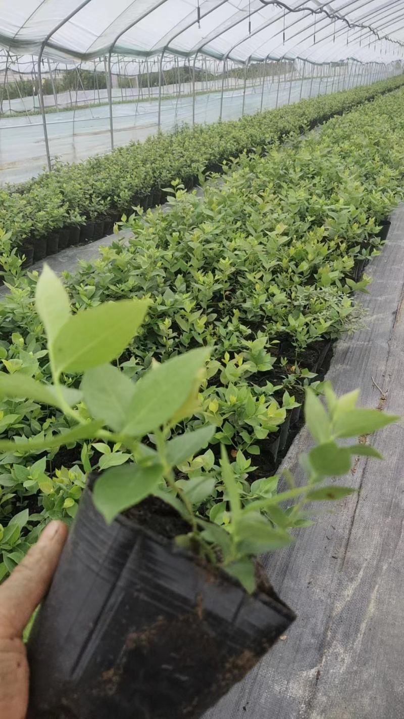 莱克西优瑞卡法新来宝大批量出苗白菜价出售