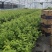 莱克西优瑞卡法新来宝大批量出苗白菜价出售