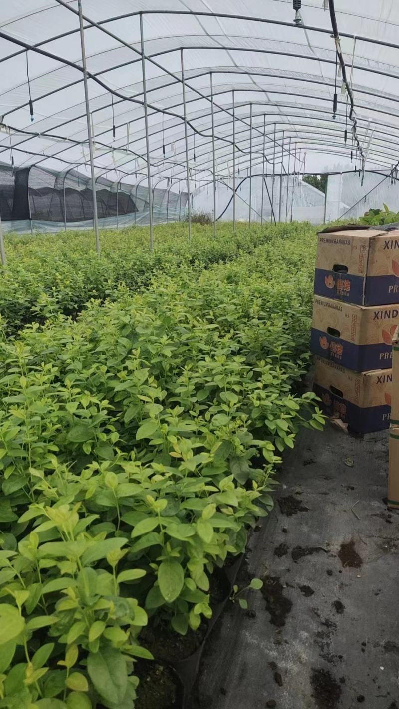 莱克西优瑞卡法新来宝大批量出苗白菜价出售