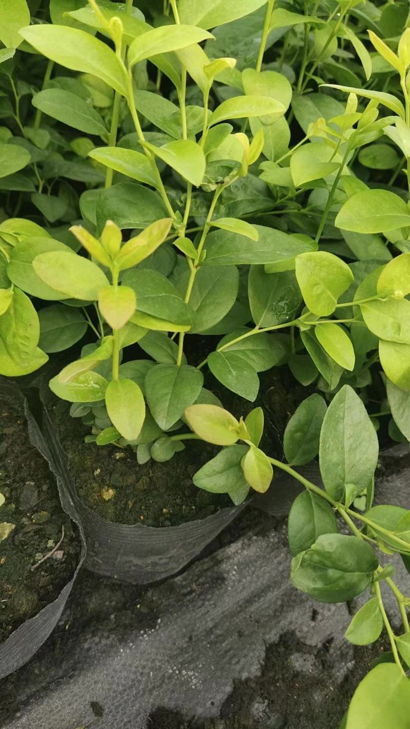 莱克西优瑞卡法新来宝大批量出苗白菜价出售