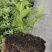 莱克西优瑞卡法新来宝大批量出苗白菜价出售