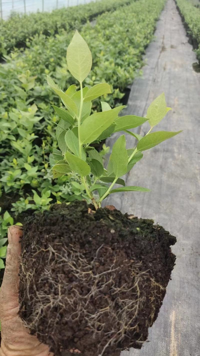 莱克西优瑞卡法新来宝大批量出苗白菜价出售