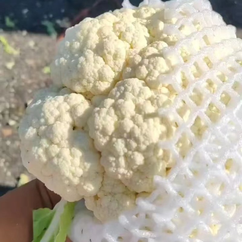 【荐】精品菜花量大质优物美价廉一条龙服务欢迎考察洽谈