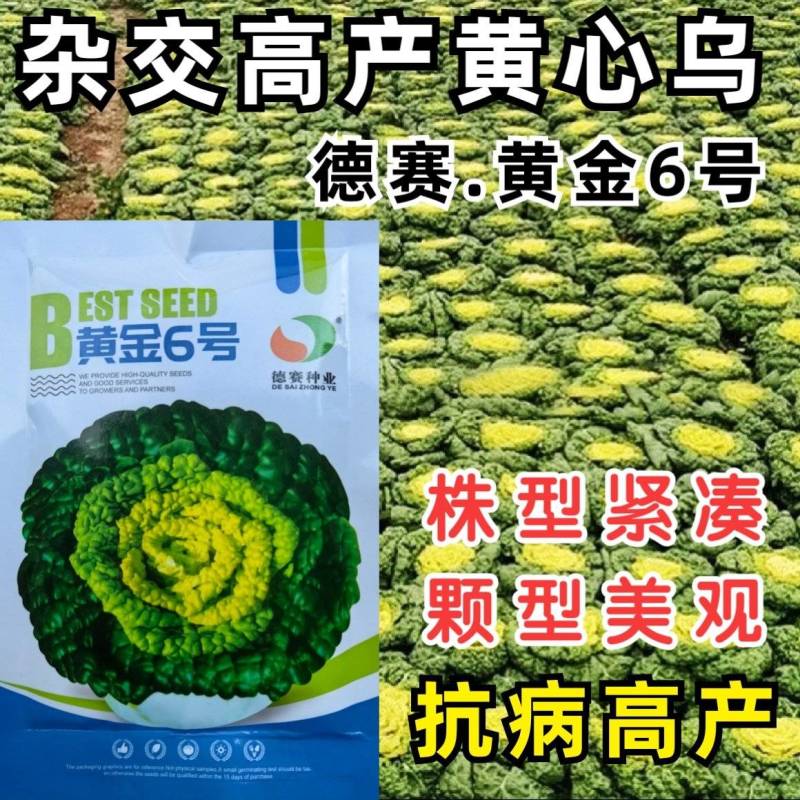 德赛黄金6号黄心菜种子杂交黄心乌塌菜种子籽耐寒秋冬蔬菜种