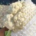 【荐】精品菜花量大质优物美价廉一条龙服务欢迎考察洽谈