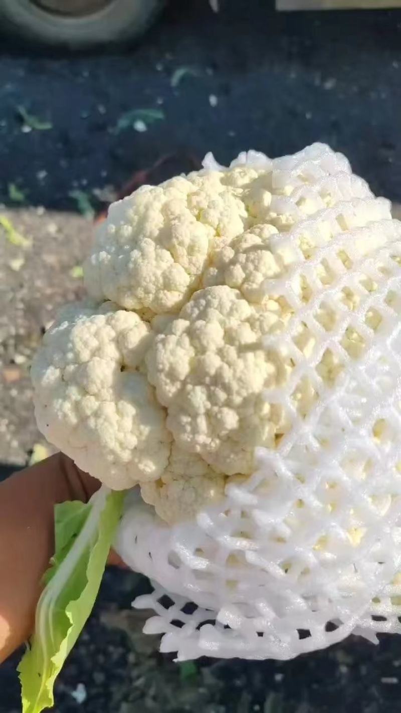 【荐】精品菜花量大质优物美价廉一条龙服务欢迎考察洽谈