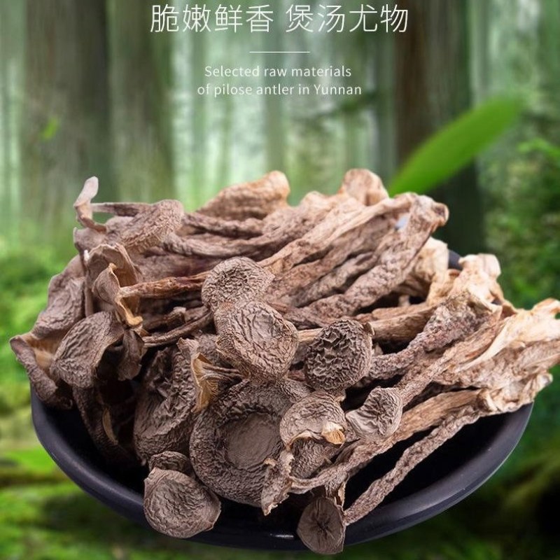 优质鹿茸菇，量大从优。当月新货。