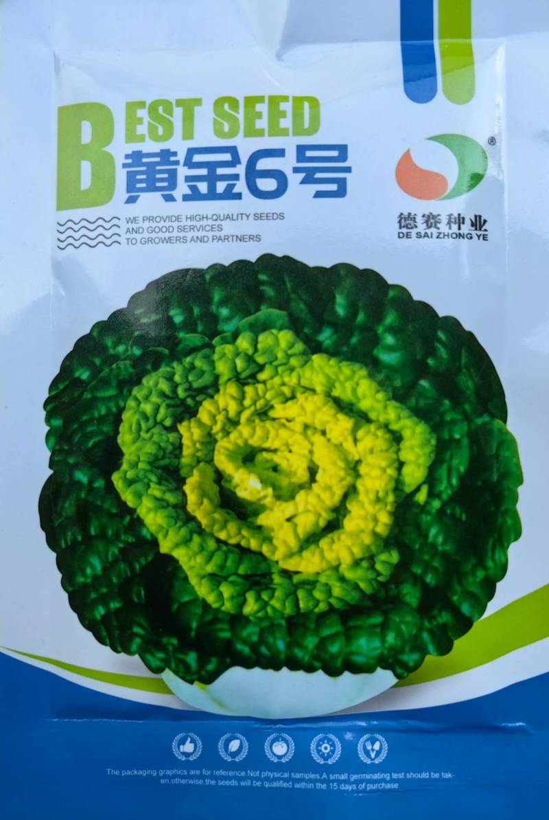 德赛黄金6号黄心菜种子杂交黄心乌塌菜种子籽耐寒秋冬蔬菜种