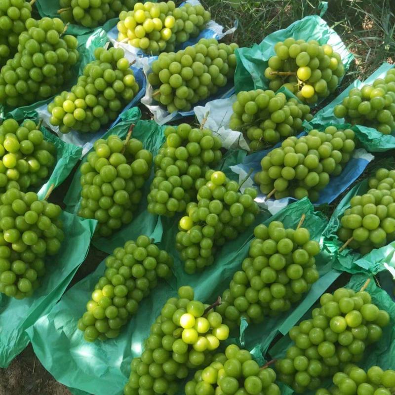 阳光玫瑰葡萄包熟包甜大量供应市场商超可全国发货