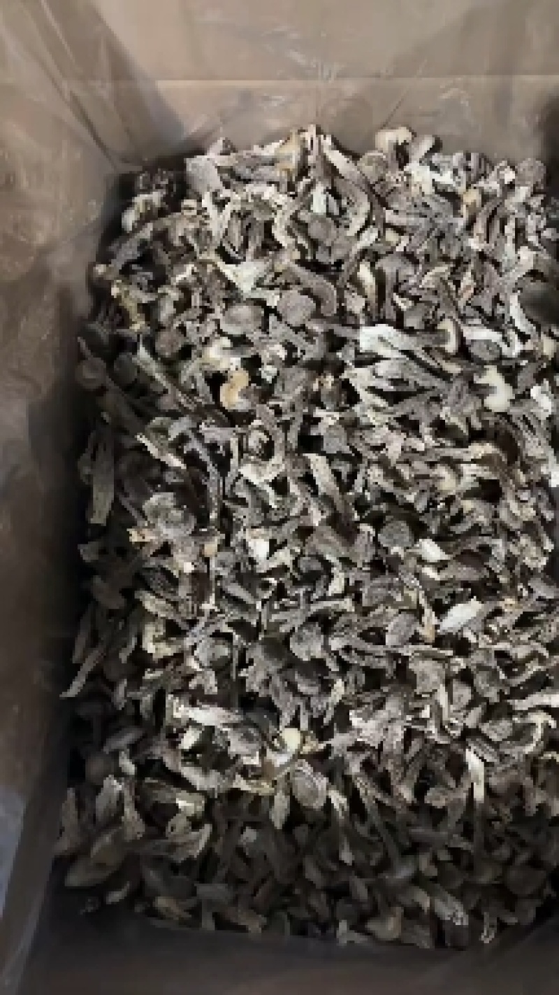 优质鹿茸菇，量大从优。当月新货。