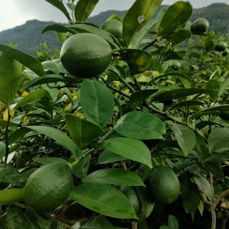 重庆市万州青柠檬当季鲜果，皮薄多汁，果品质好，质量有保直