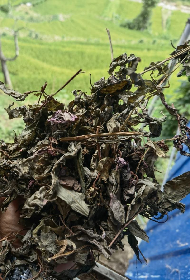 风柜草风窝草风柜斗草酸草峰窝草