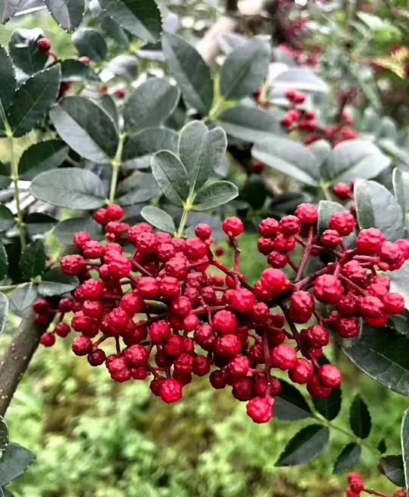 汉源花椒