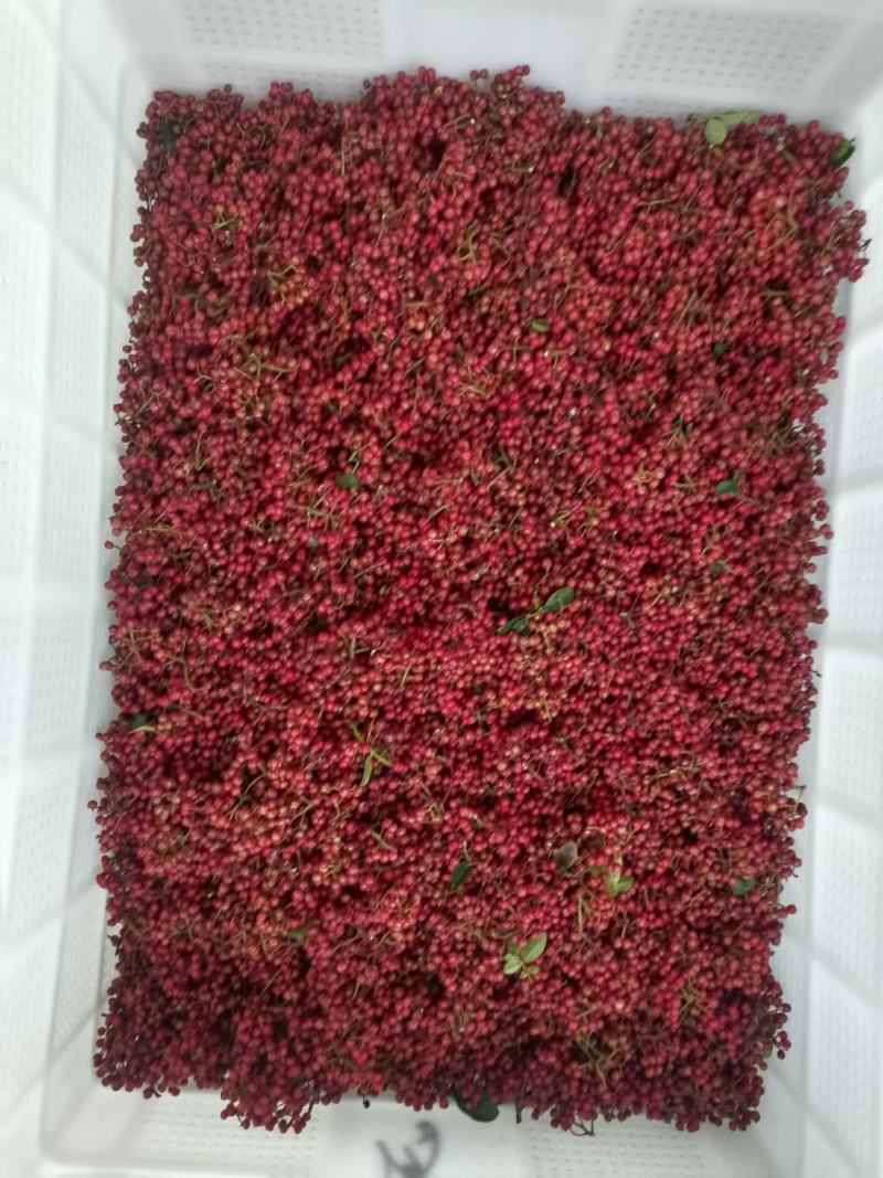 汉源花椒