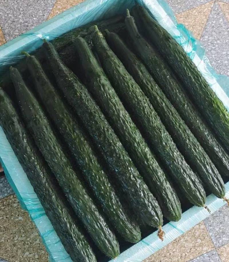 精品黄瓜散装袋装泡沫箱黔货供应产地直供