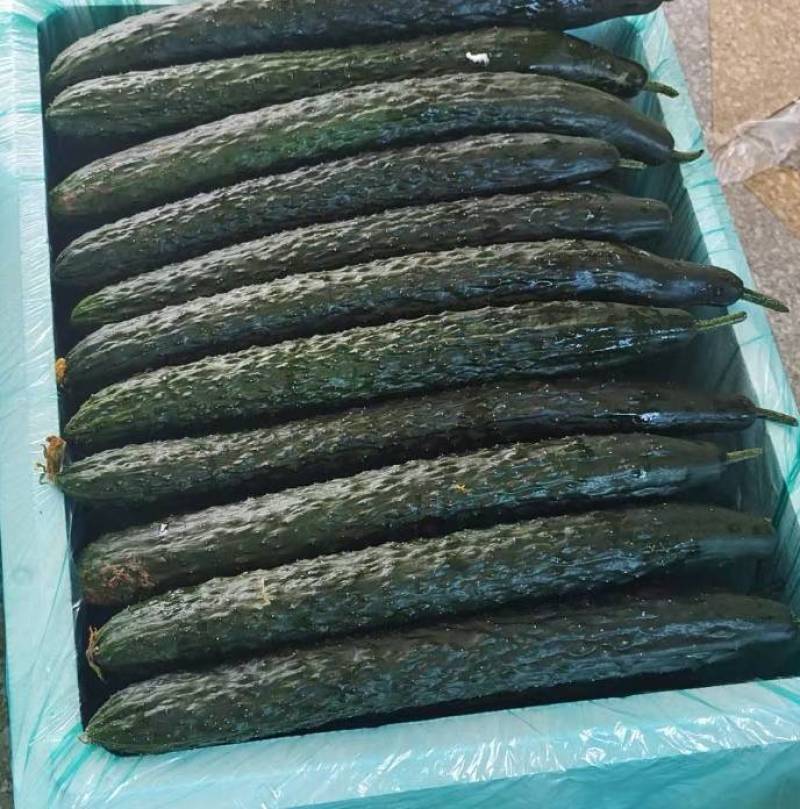 精品黄瓜散装袋装泡沫箱黔货供应产地直供