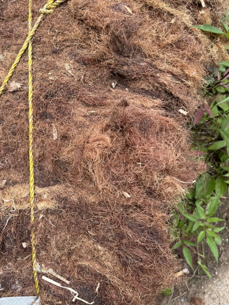 玉米须机压包货产地一手货源质量美丽