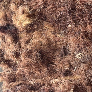 玉米须机压包货产地一手货源质量美丽