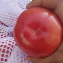 西红柿，硬粉果，大红果，常年代收代发，保质保量包售后
