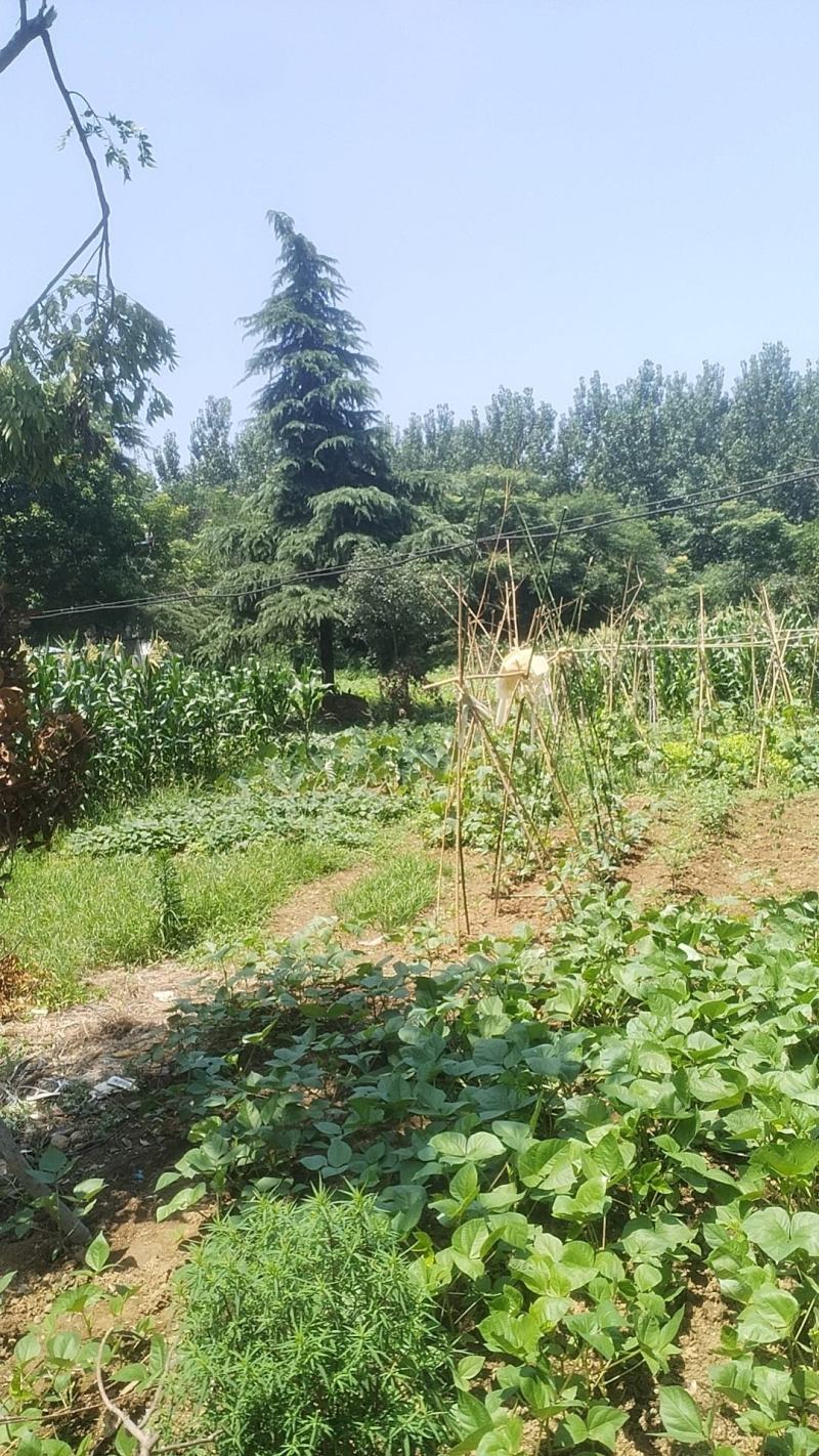 桂花树50公分以上的30多颗，踏松几颗，皂角树50公分以