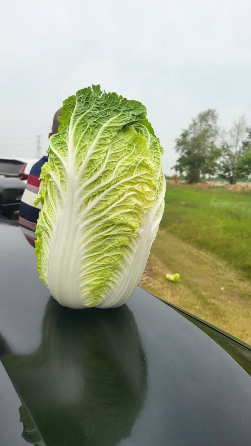 黄心白菜玲珑黄心白菜张北高原白菜产地直发货源充足