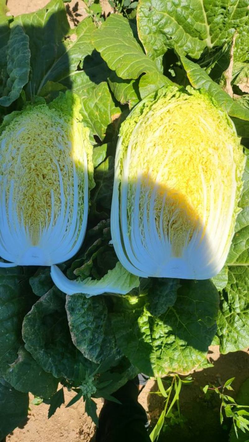 黄心白菜玲珑黄心白菜张北高原白菜产地直发货源充足