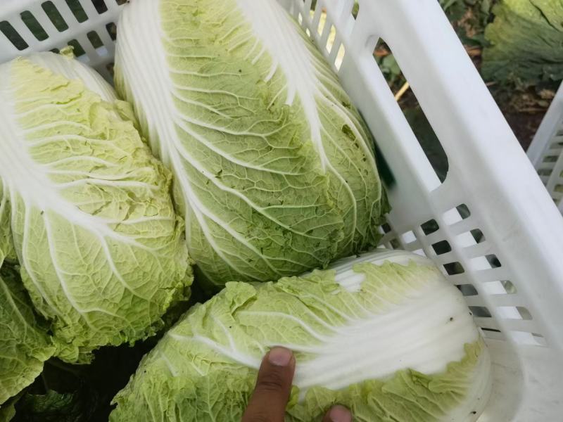 黄心白菜玲珑黄心白菜张北高原白菜产地直发货源充足