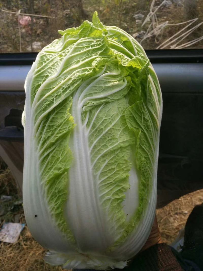 黄心白菜玲珑黄心白菜张北高原白菜产地直发货源充足