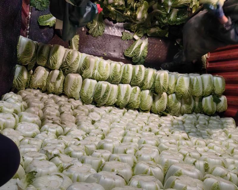 黄心白菜玲珑黄心白菜张北高原白菜产地直发货源充足