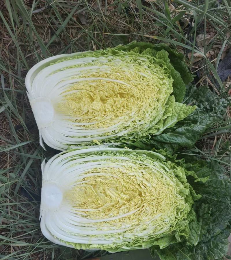 黄心白菜玲珑黄心白菜张北高原白菜产地直发货源充足