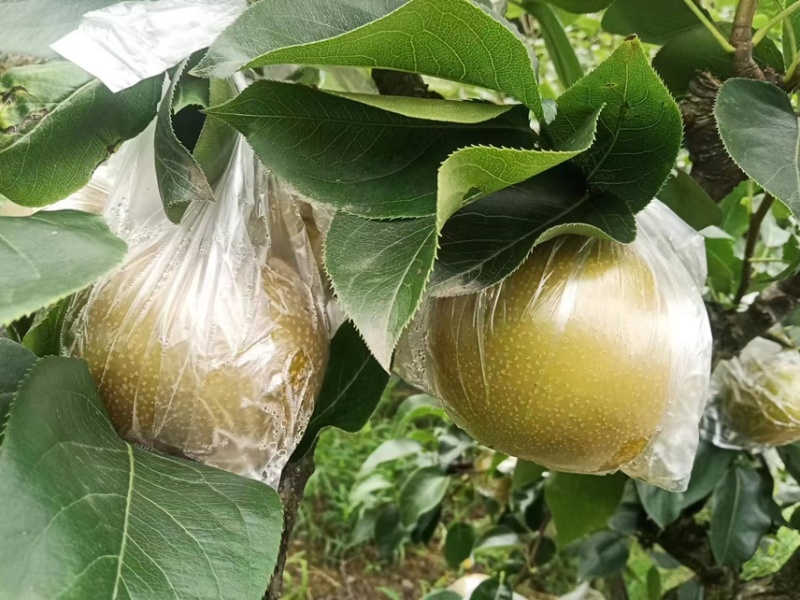 老林黄花梨种植户
