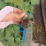 茄子苗,圆茄苗,绿萼长茄苗,种苗品质保证,产量高耐寒性好