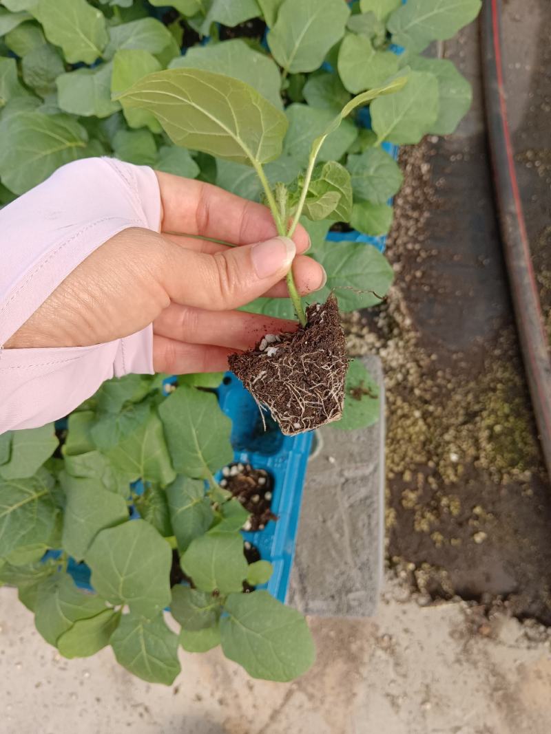 茄子苗，圆茄苗，绿萼长茄苗，种苗品质保证，产量高耐寒性好