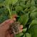 茄子苗，圆茄苗，绿萼长茄苗，种苗品质保证，产量高耐寒性好