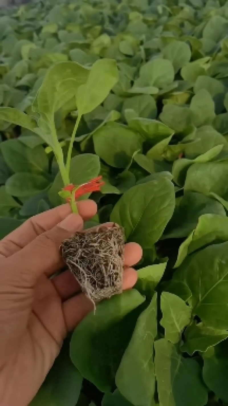 茄子苗，圆茄苗，绿萼长茄苗，种苗品质保证，产量高耐寒性好