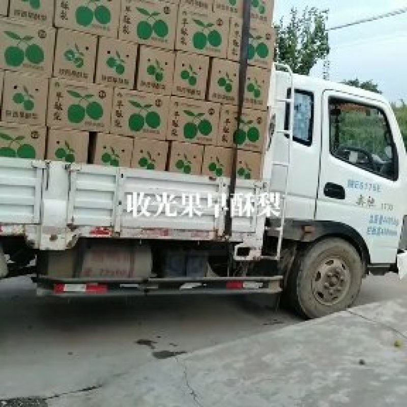 早酥梨起货，收够