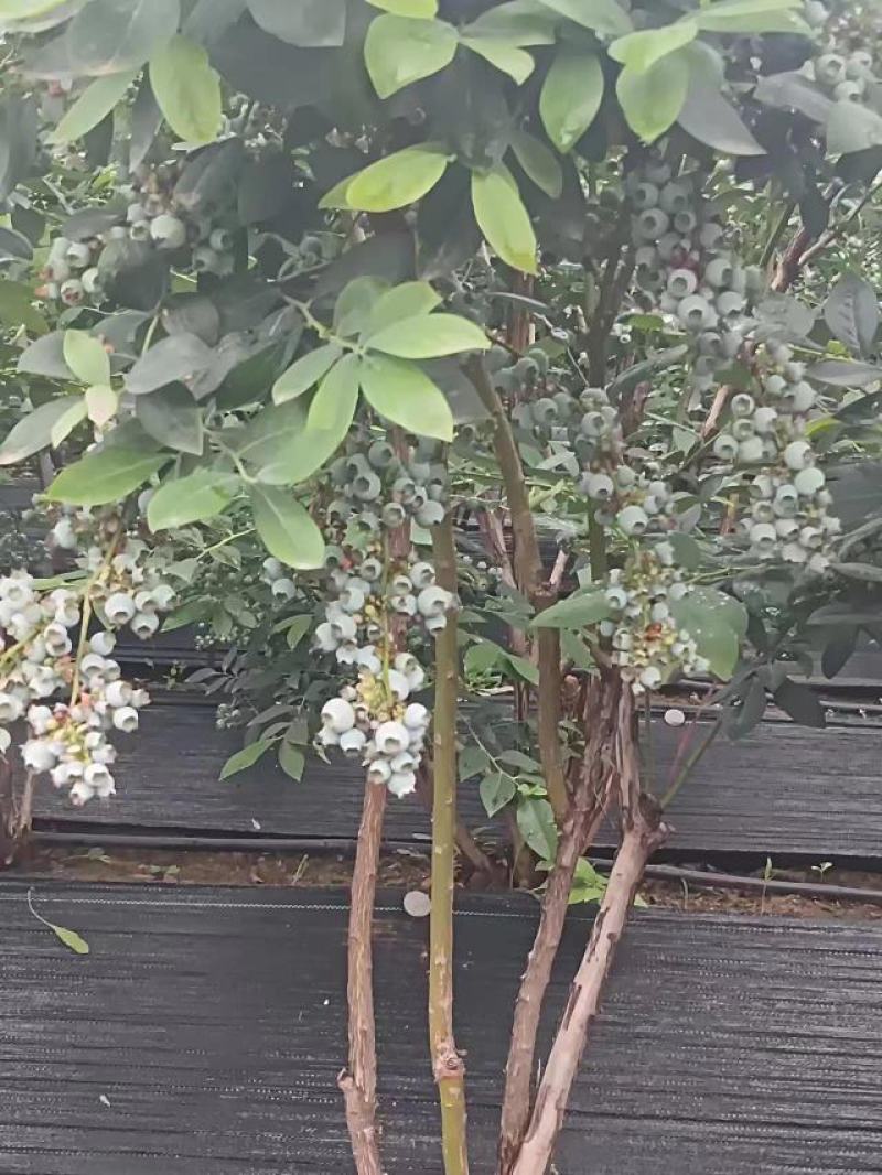博物莱克西地栽苗