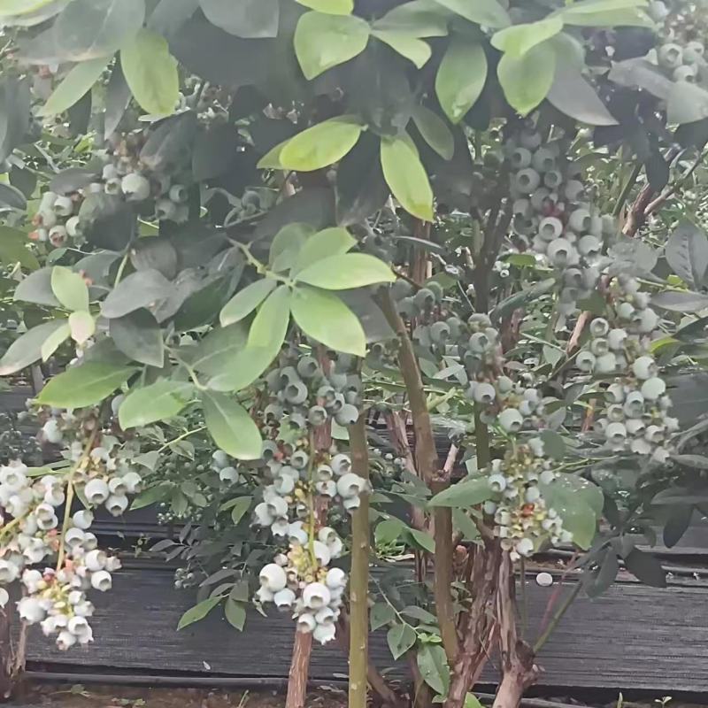博物莱克西地栽苗