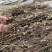 贵州野生中药材一枝黄花一支黄花百根草蛇头王500g克