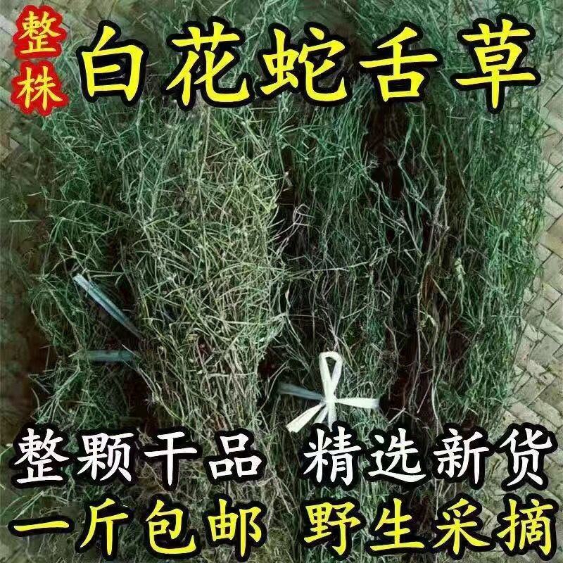 广西整株野生白花山蛇舌草干货百花蛇舌草乌骨蛇舌草500克