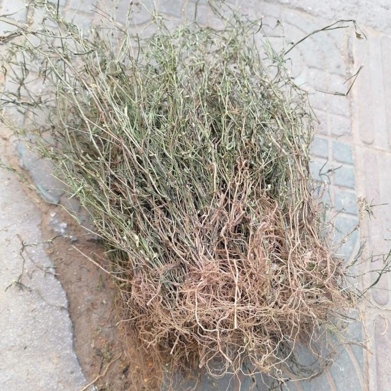 广西整株野生白花山蛇舌草干货百花蛇舌草乌骨蛇舌草500克