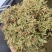 常年有货金银花贵州黔西南产地量大可批发无硫无霉无杂质