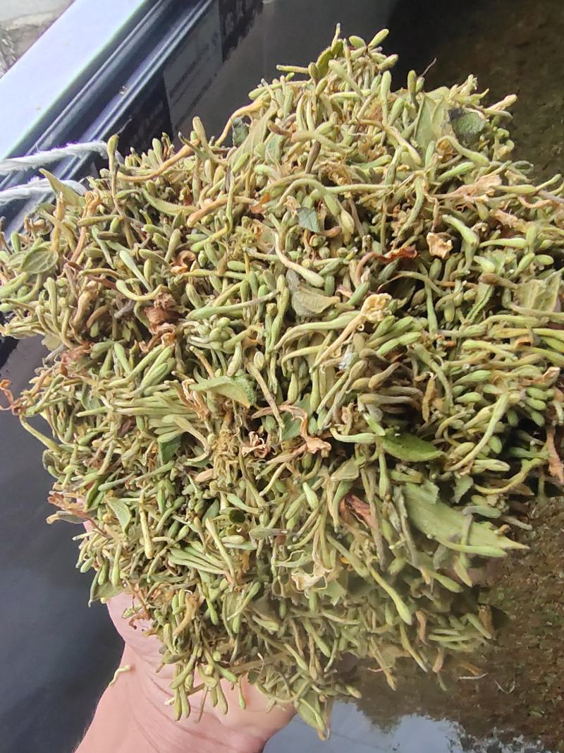 常年有货金银花贵州黔西南产地量大可批发无硫无霉无杂质