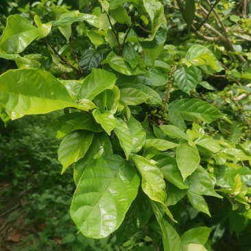 野生鹧鸪茶