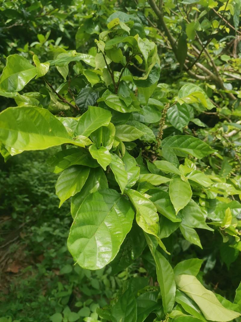 野生鹧鸪茶